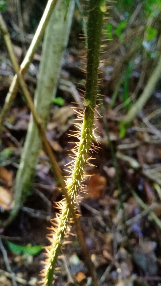 Solanum inaequilaterum bark