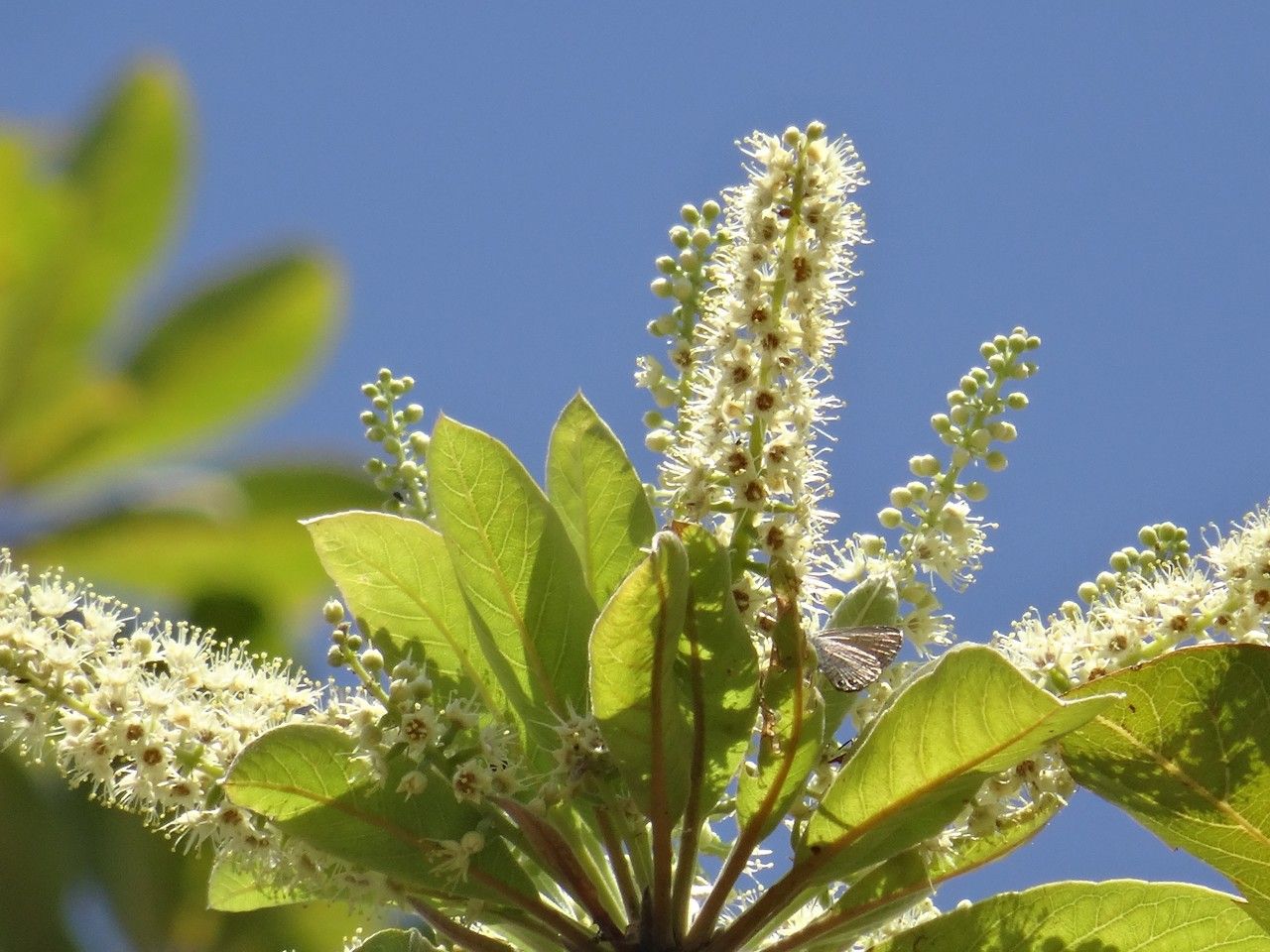 Terminalia novocaledonica flower