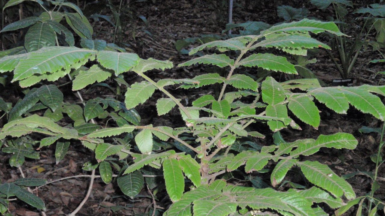 Davidsonia pruriens — unique fruits houseplant