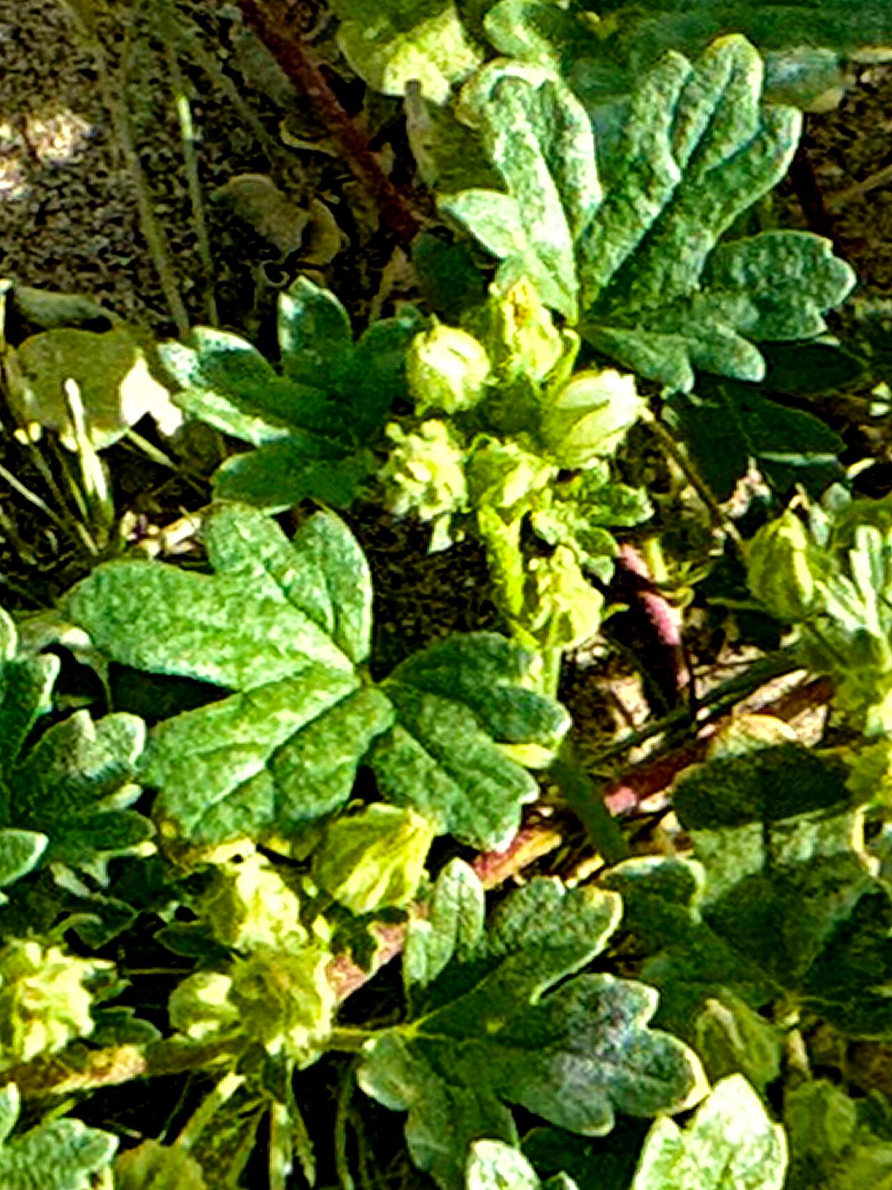 Eremalche exilis — related species from the same genus