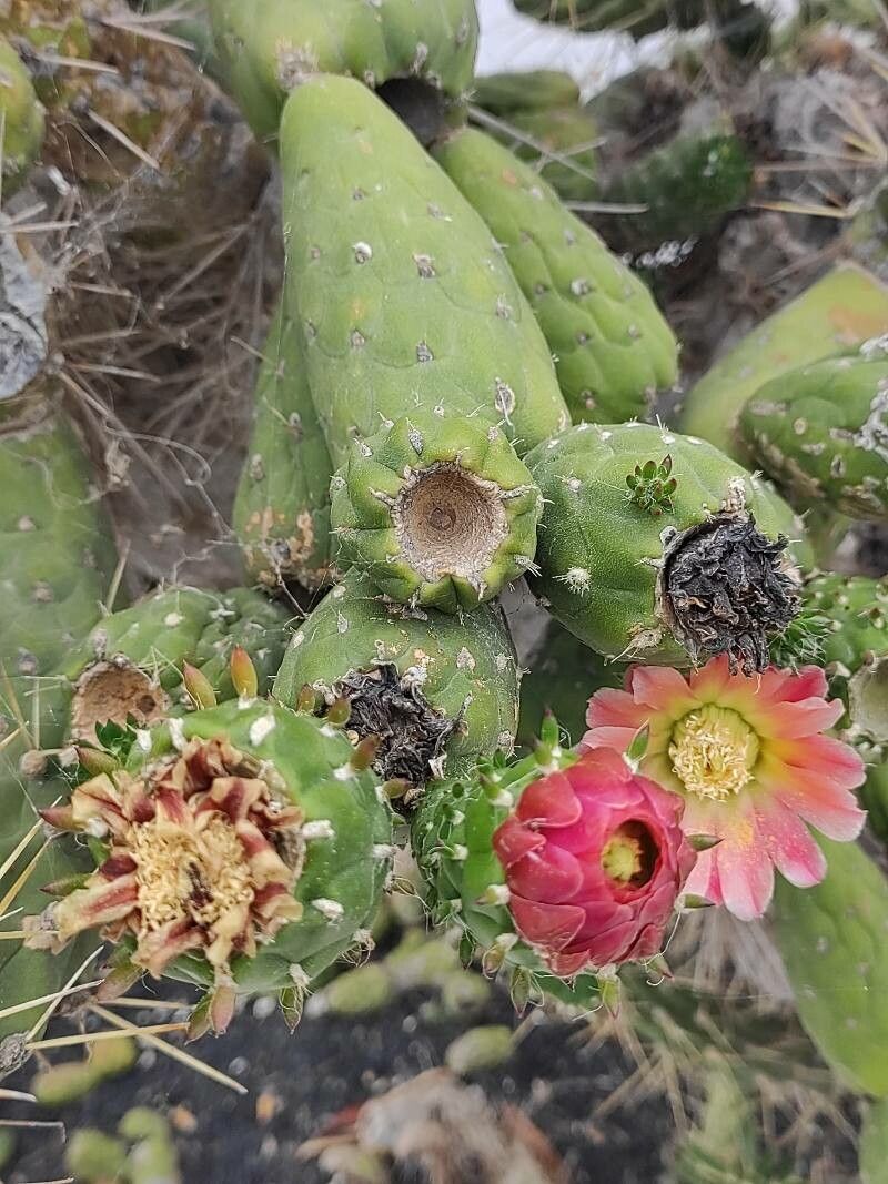 Opuntia subulata fruit