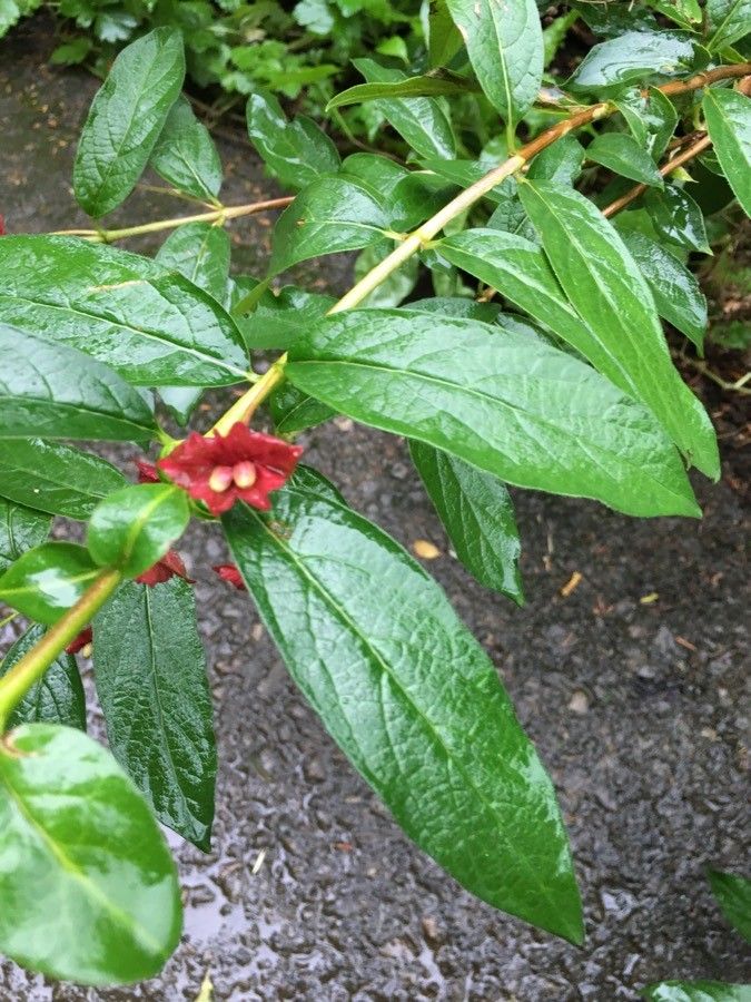 Lonicera involucrata fruit