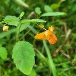 Impatiens capensis