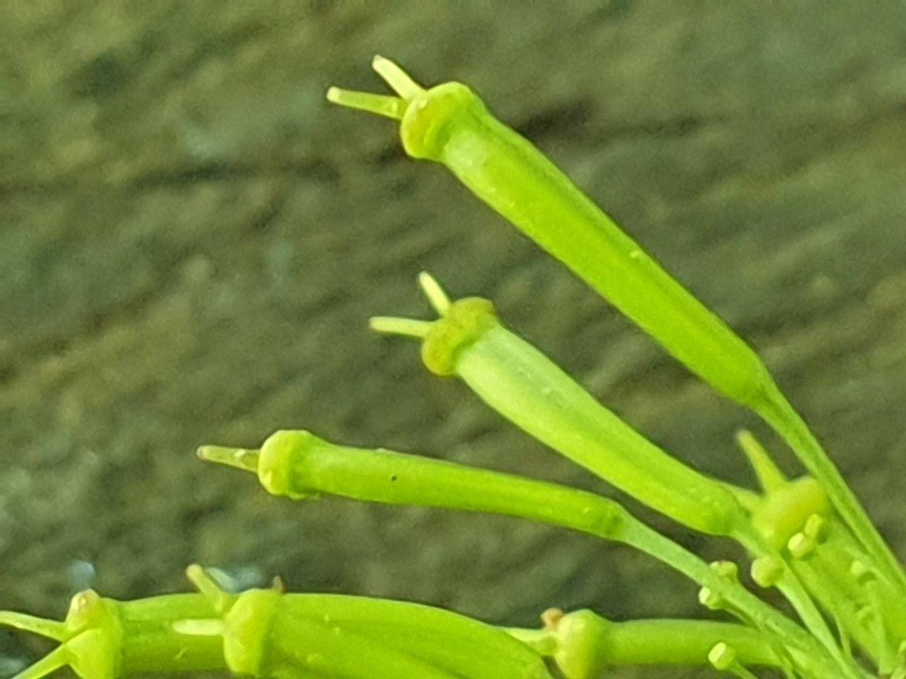 Chaerophyllum aromaticum fruit