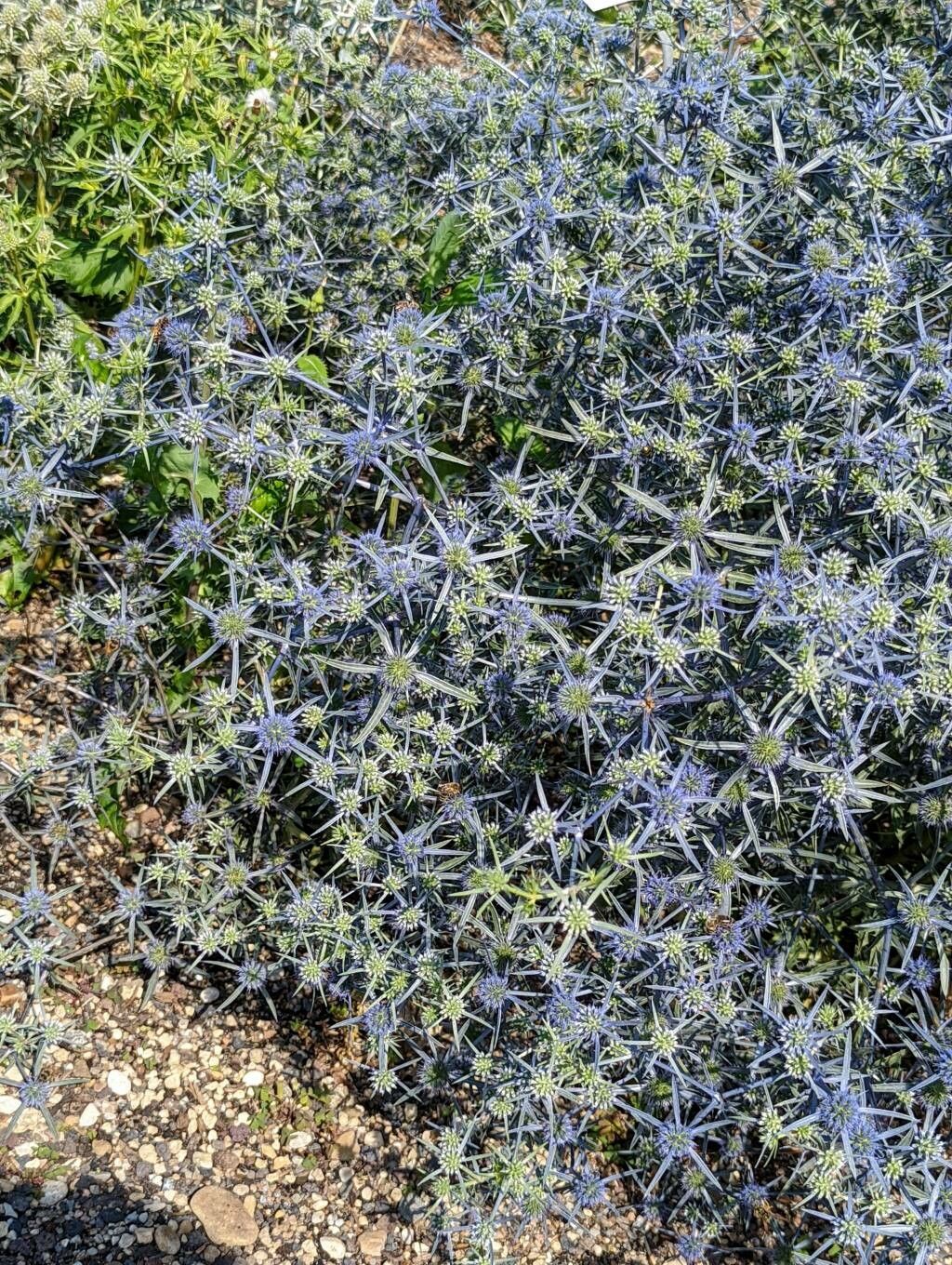 Eryngium caeruleum habit
