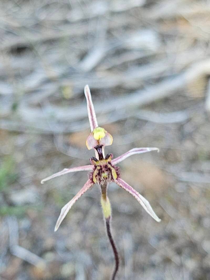Caladenia barbarossa — related species from the same genus