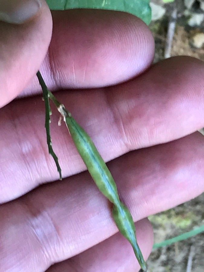 Lathyrus venetus fruit