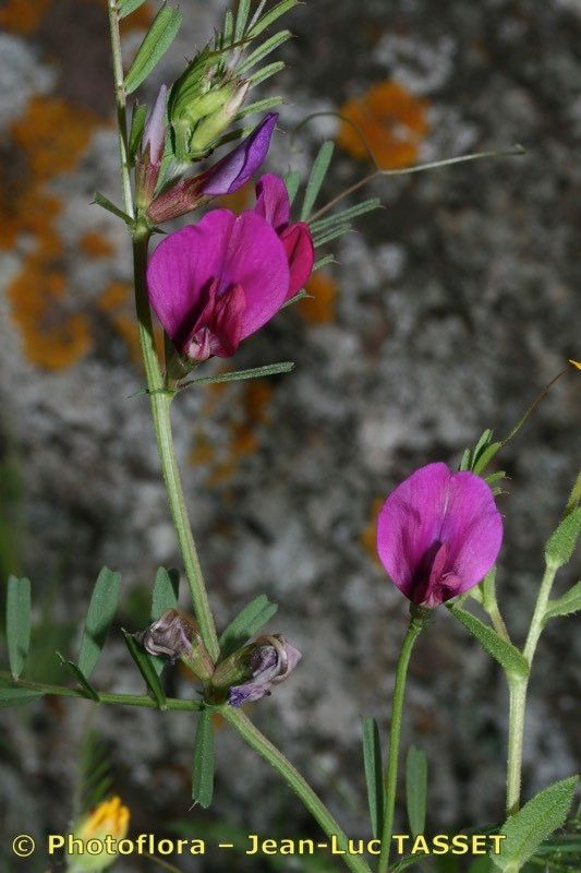 Vicia amphicarpa flower