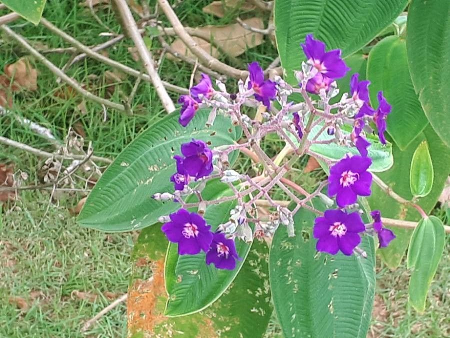 Tibouchina grandifolia flower