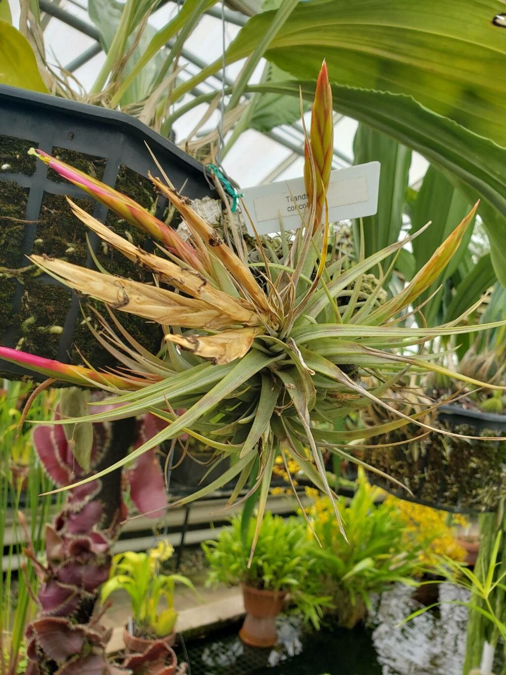 Tillandsia concolor habit