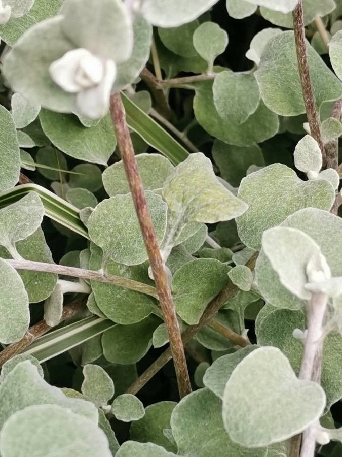Helichrysum petiolare bark