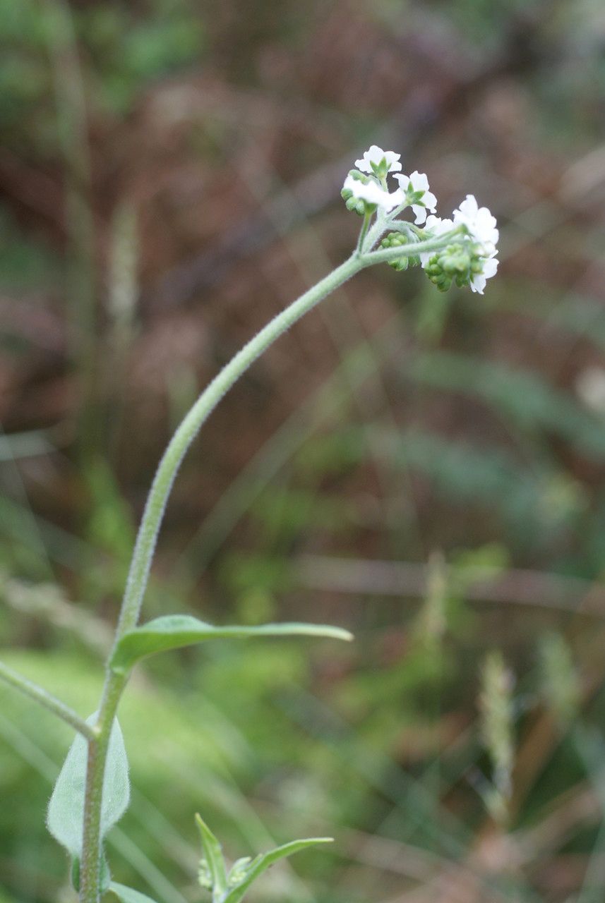 Cynoglossum cernuum bark