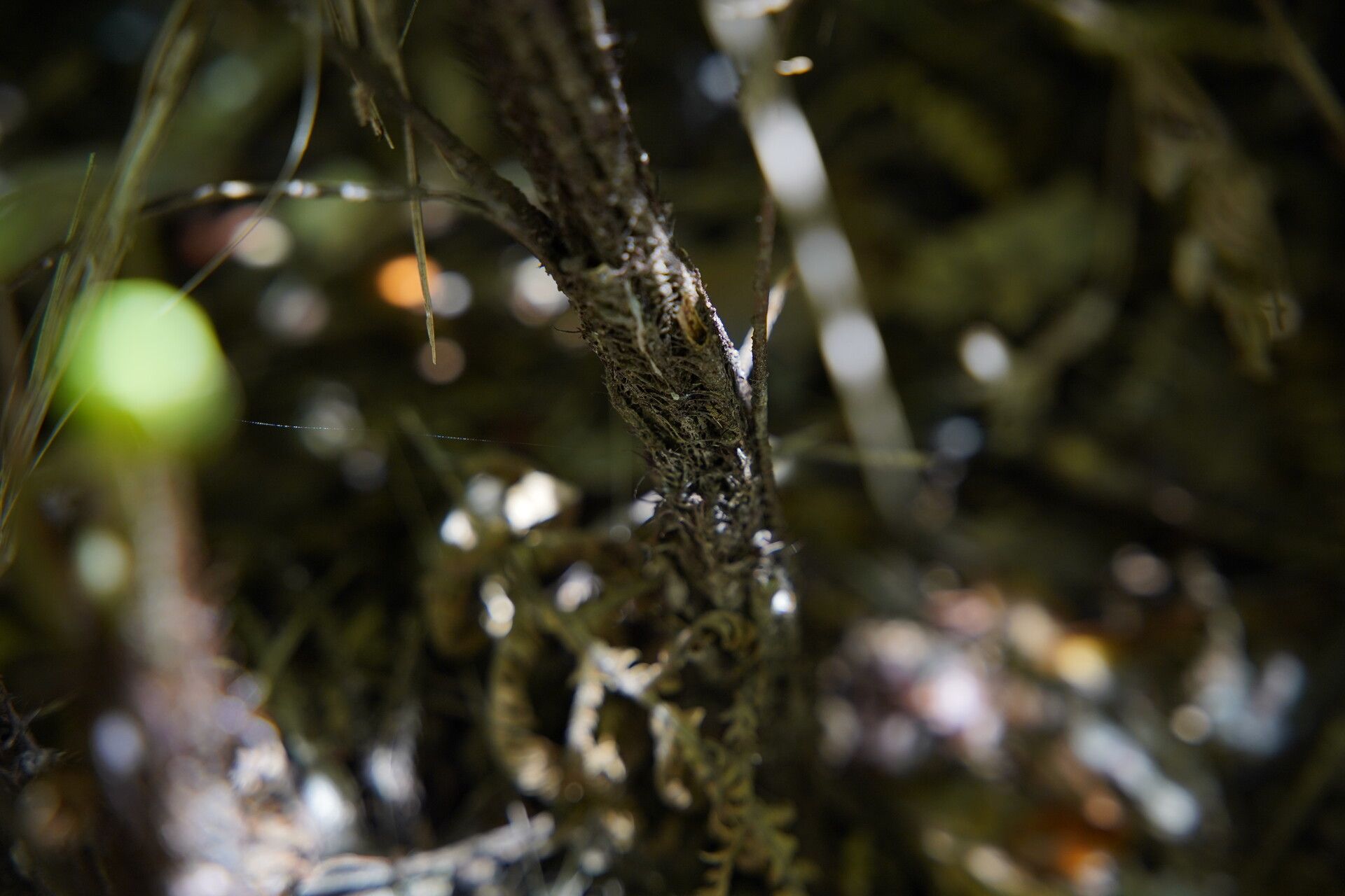 Thelypteris pennigera bark