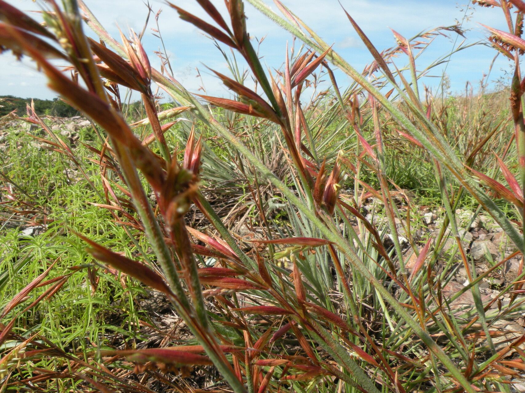 Monocymbium ceresiiforme — houseplant care guide