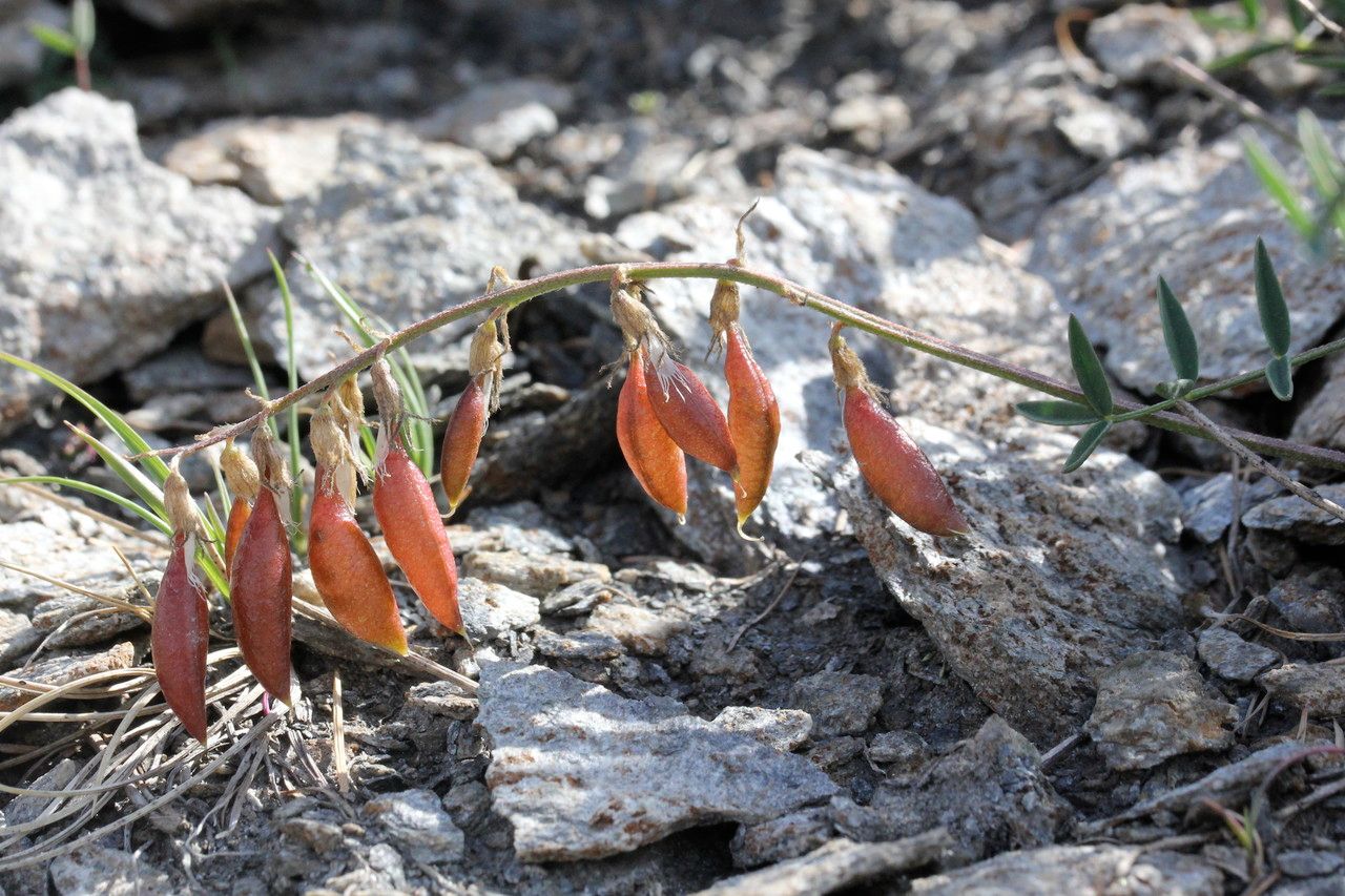 Astragalus austriacus fruit