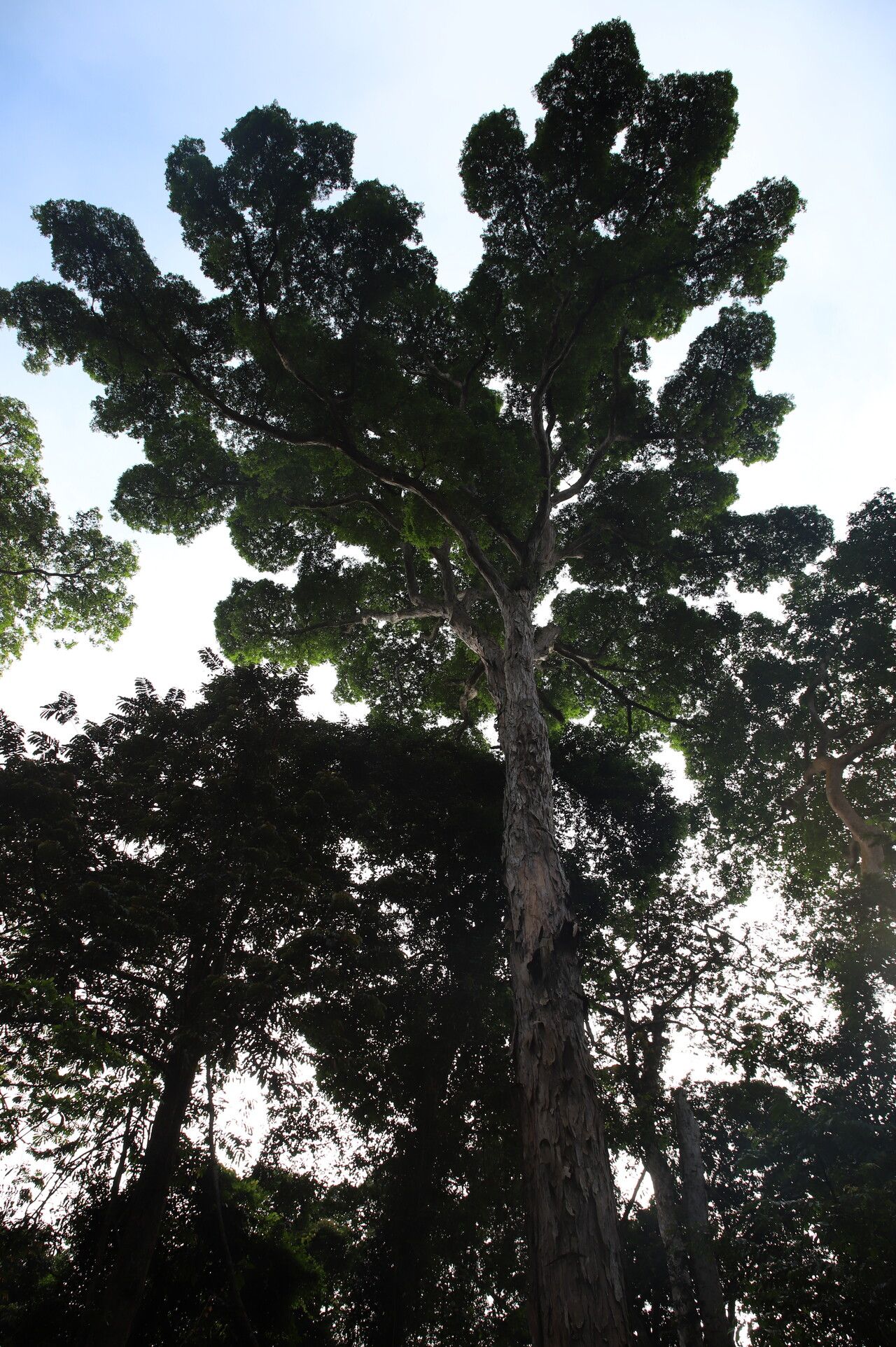 Pterocarpus tessmannii habit
