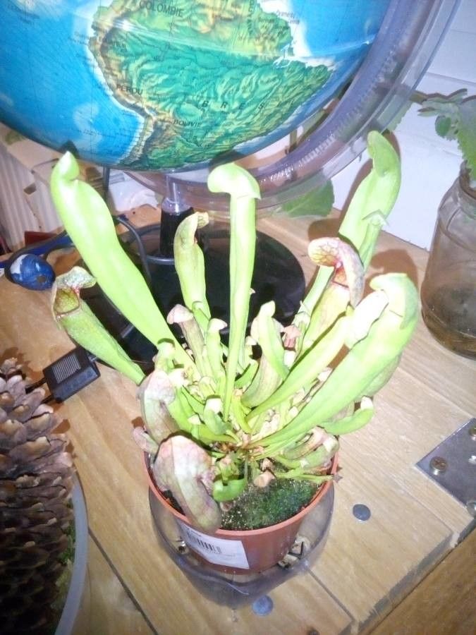 Sarracenia rubra flower