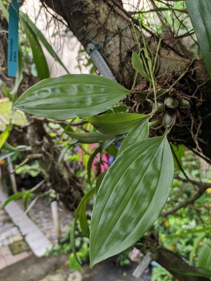 Stanhopea candida — related species from the same genus