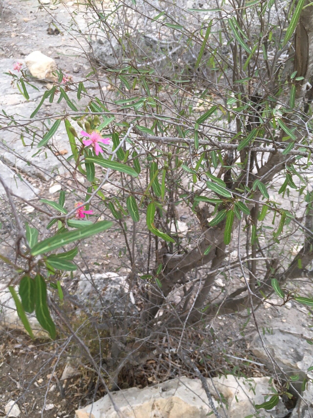 Grewia grevei habit