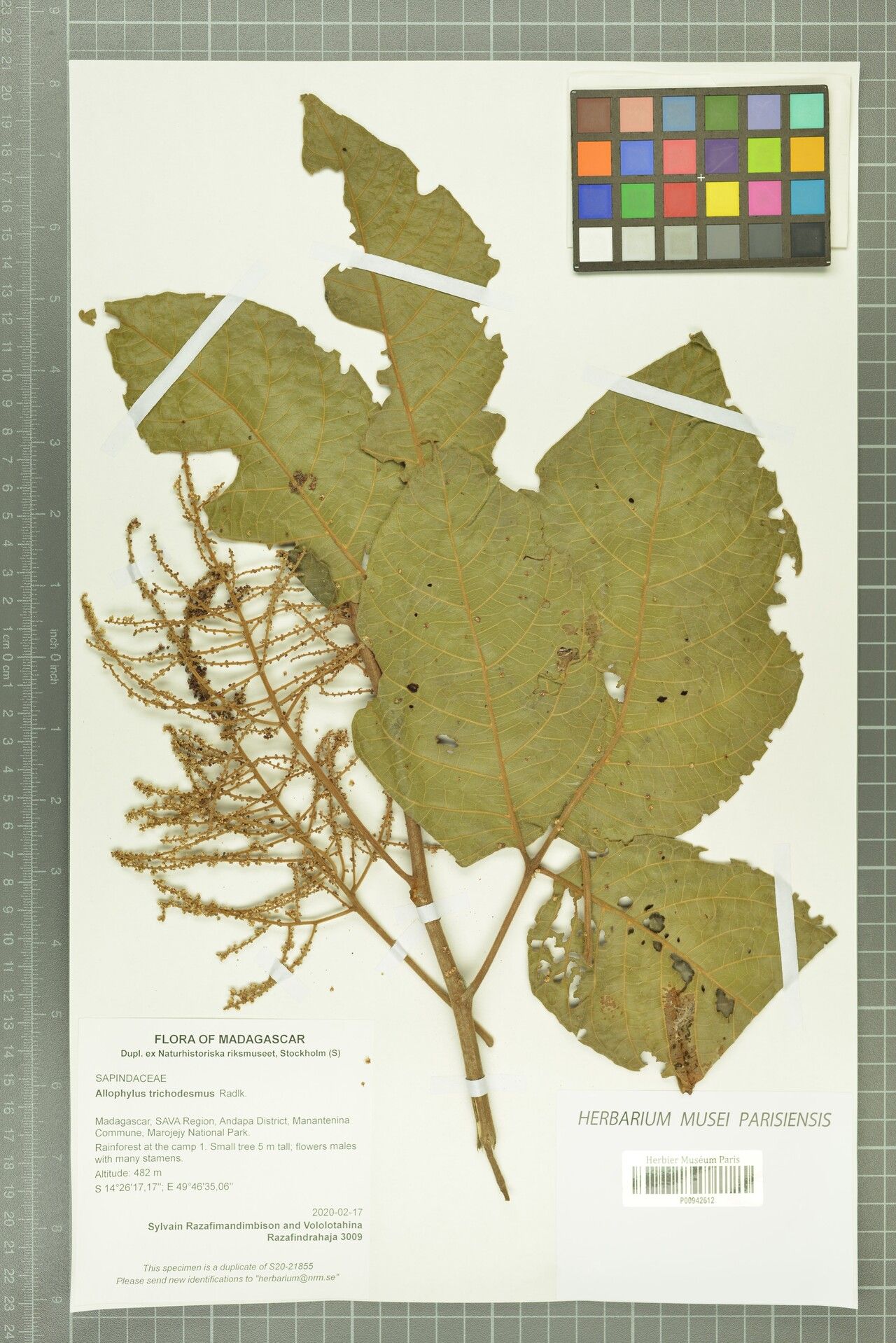 Allophylus trichodesmus — houseplant care guide