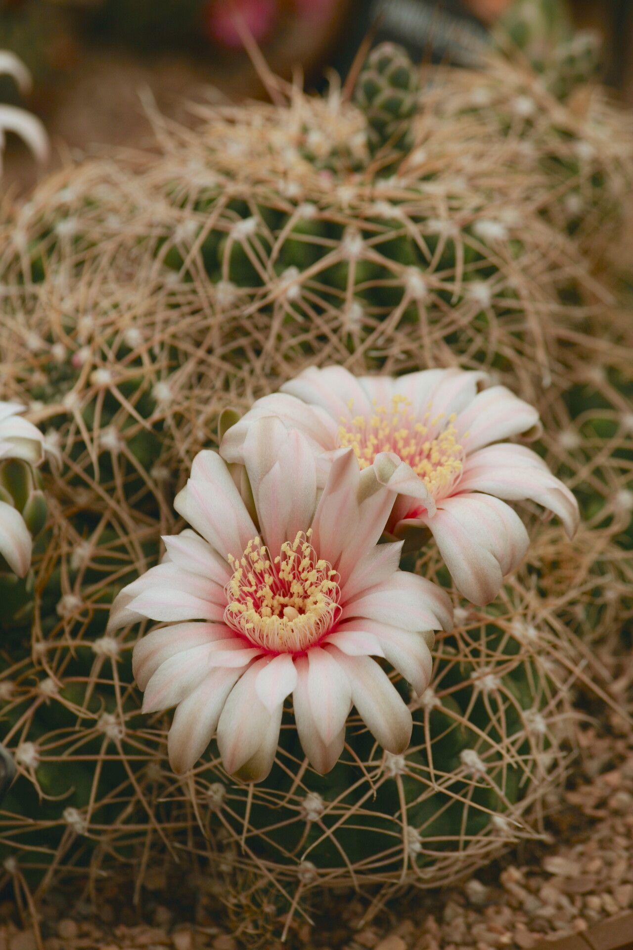 Gymnocalycium alboareolatum flower