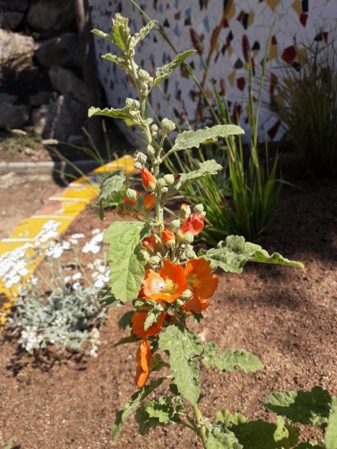 Sphaeralcea ambigua flower