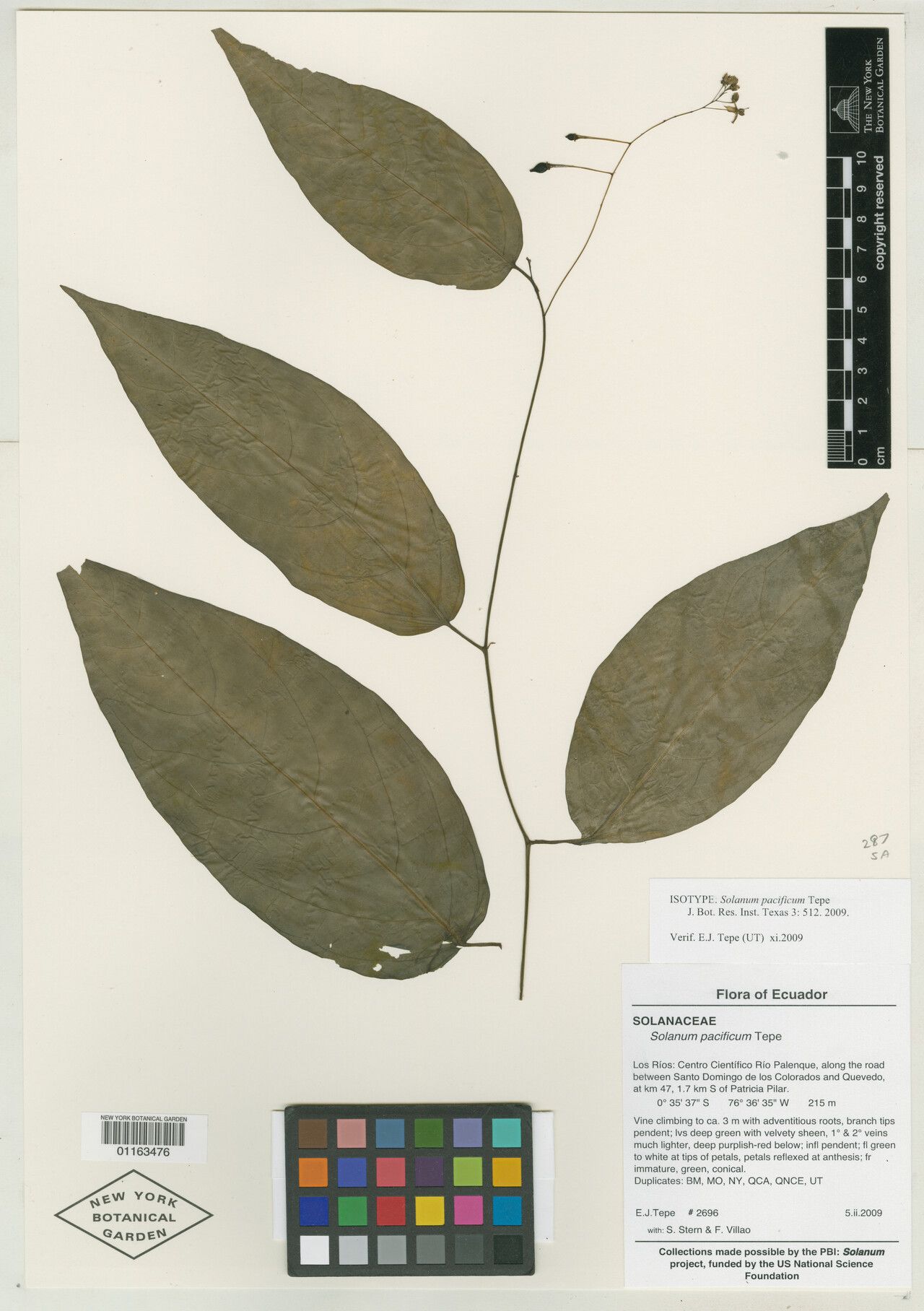 Solanum pacificum — houseplant care guide