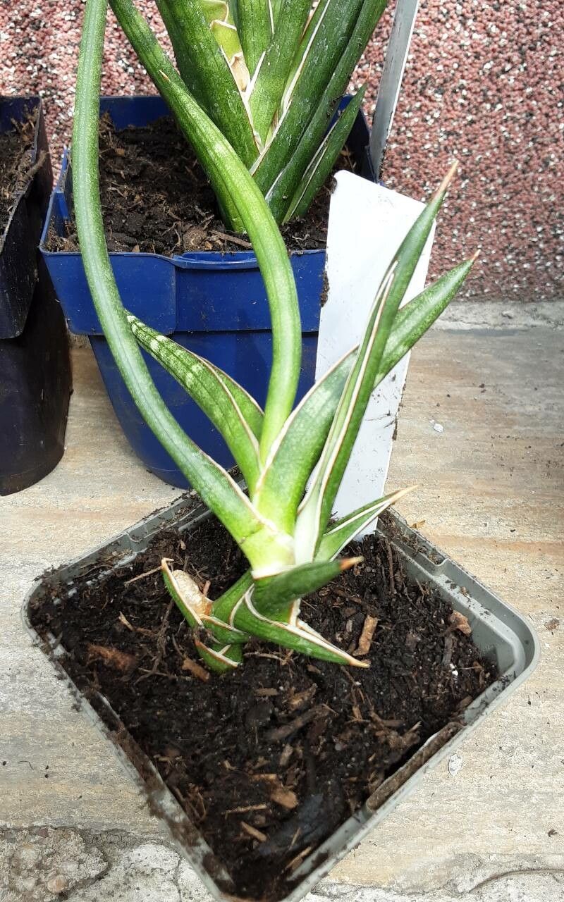 Dracaena serpenta habit
