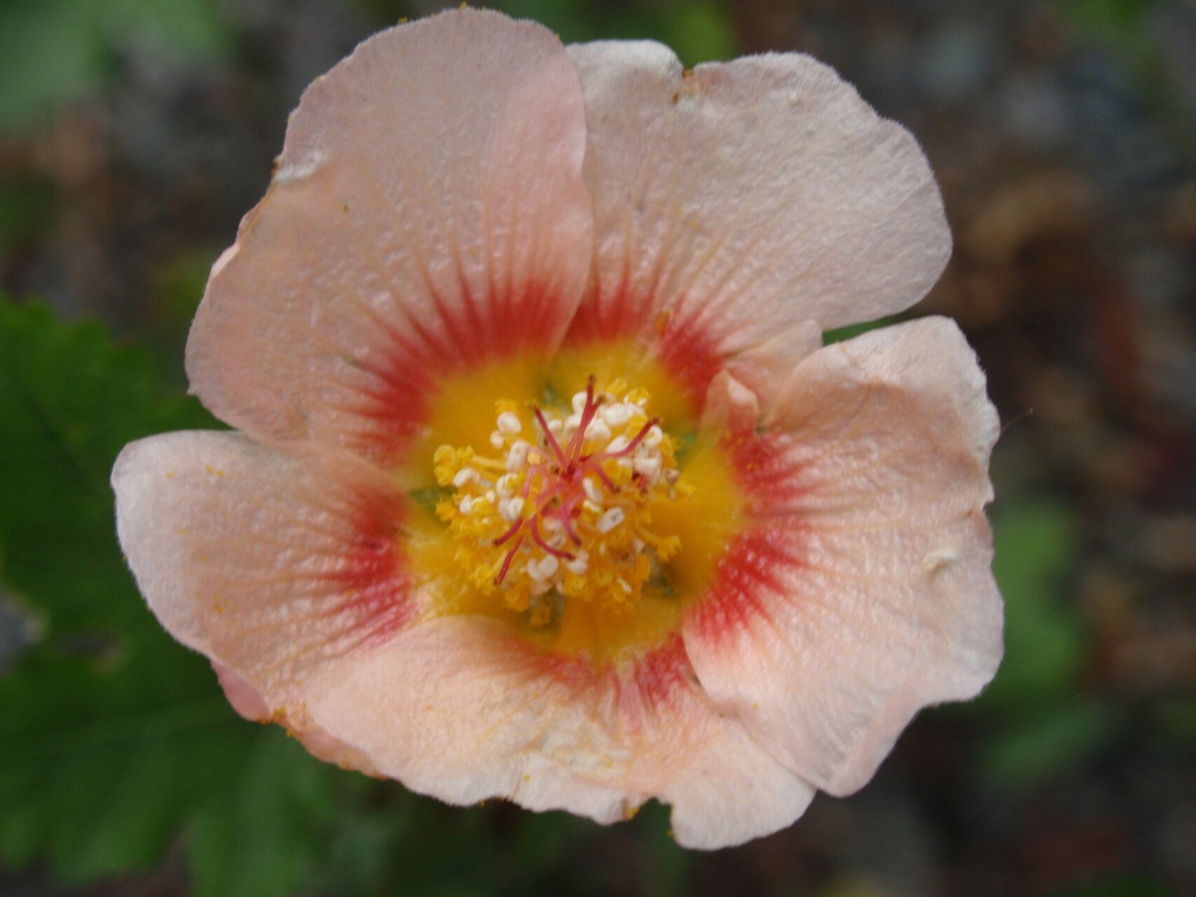 Modiolastrum lateritium flower