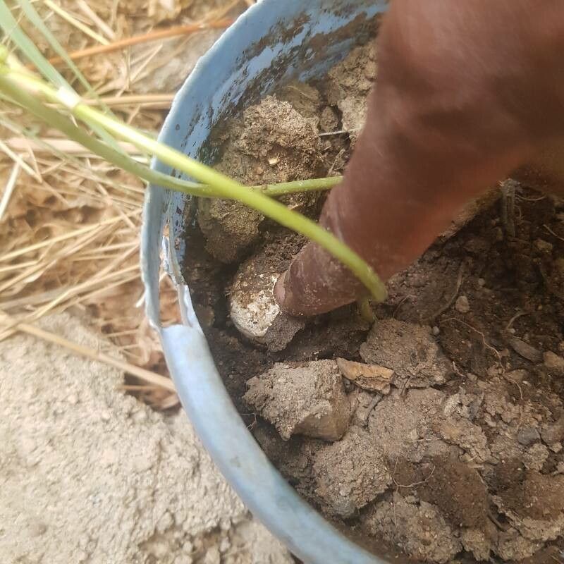 Dipcadi longifolium bark
