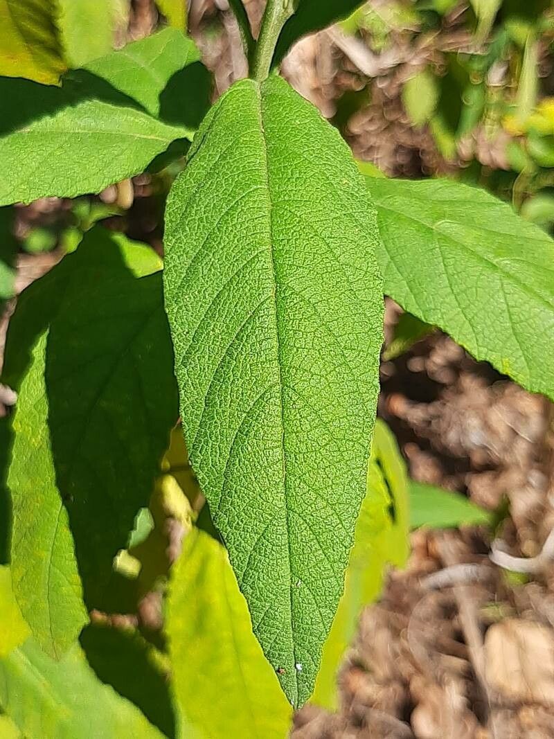 Operculina turpethum — search result for 'Clematis'