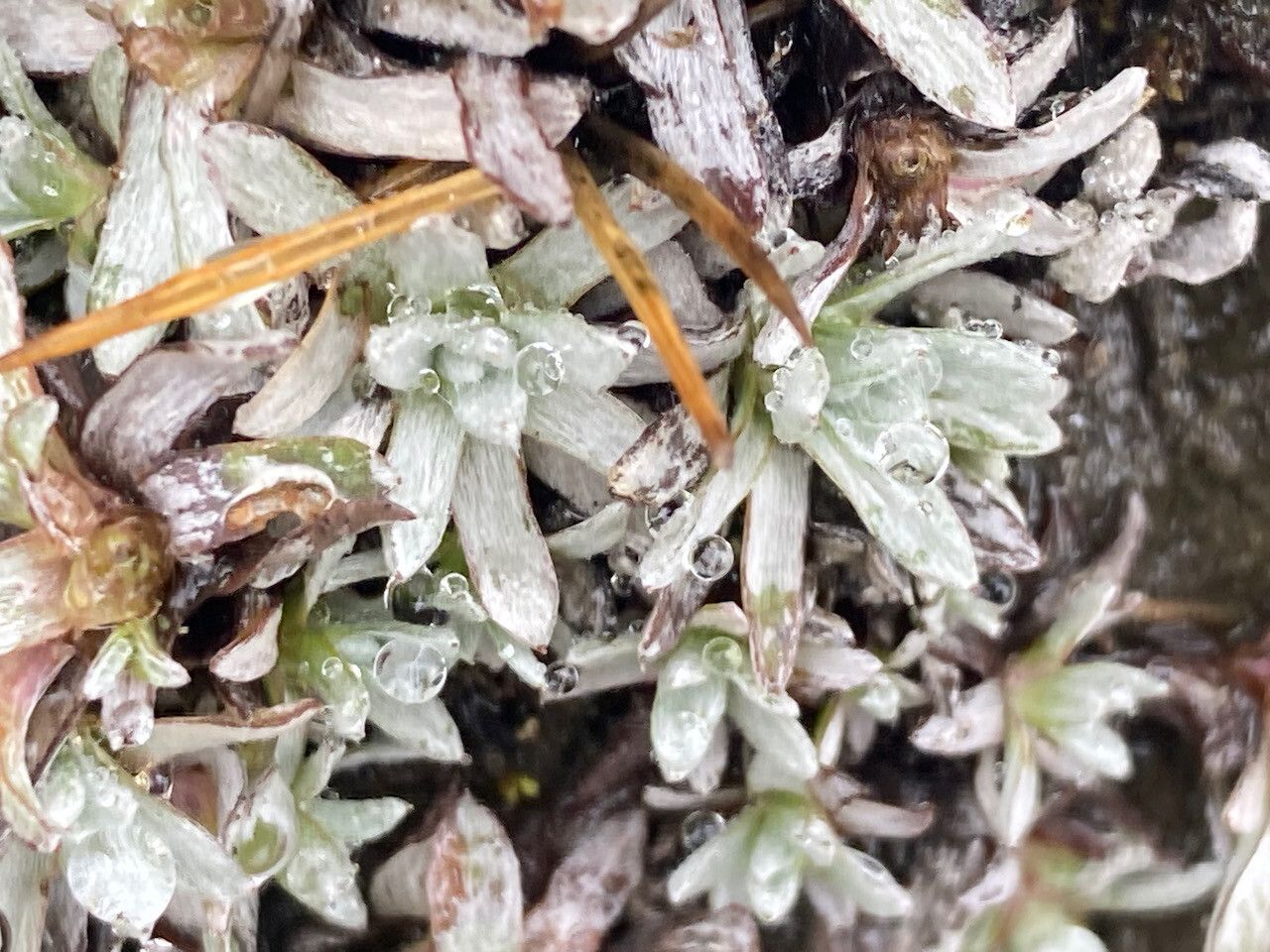 Lucilia kunthiana — houseplant care guide