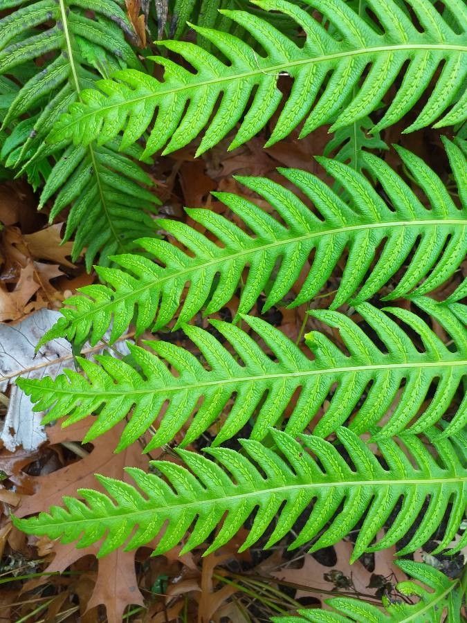 Woodwardia orientalis — related species from the same genus