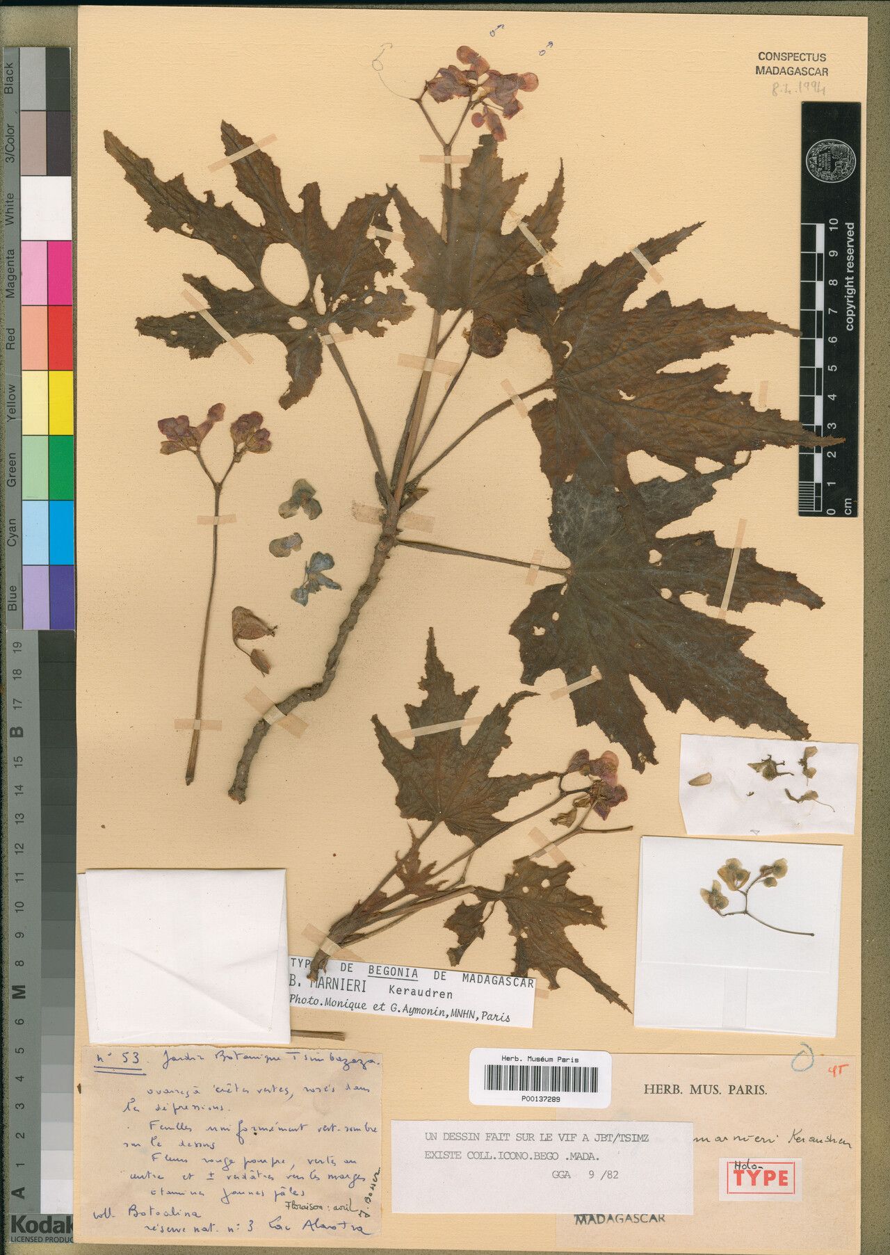 Begonia marnieri — houseplant care guide