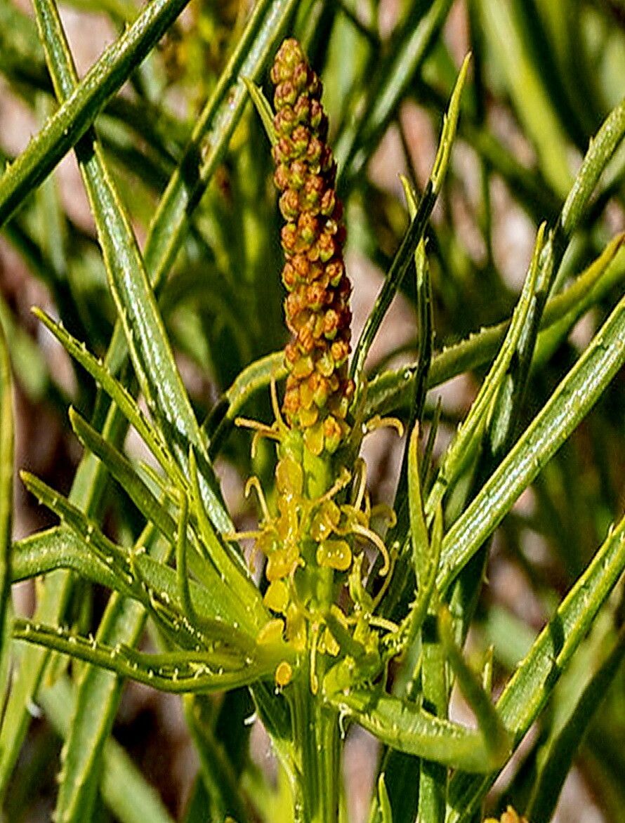Stillingia paucidentata — related species from the same genus