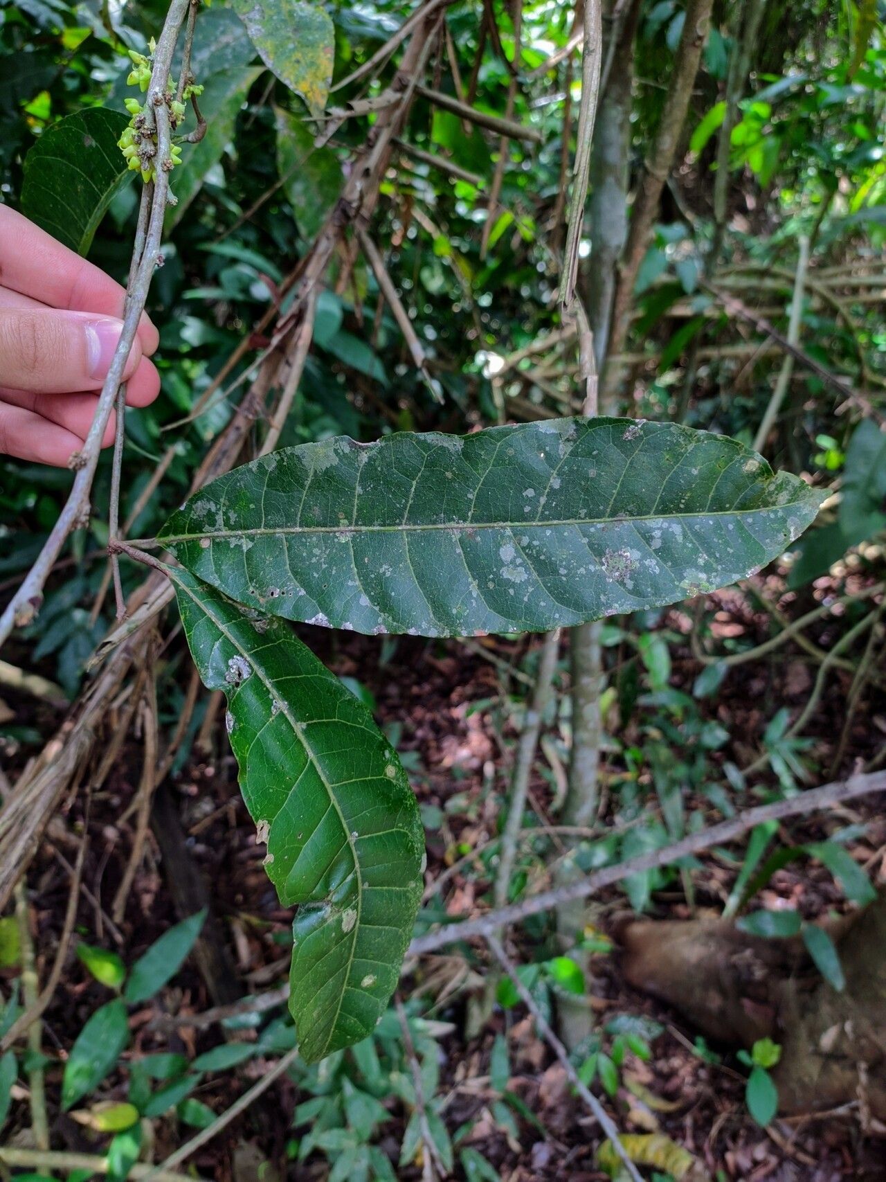 Protium unifoliolatum — houseplant care guide