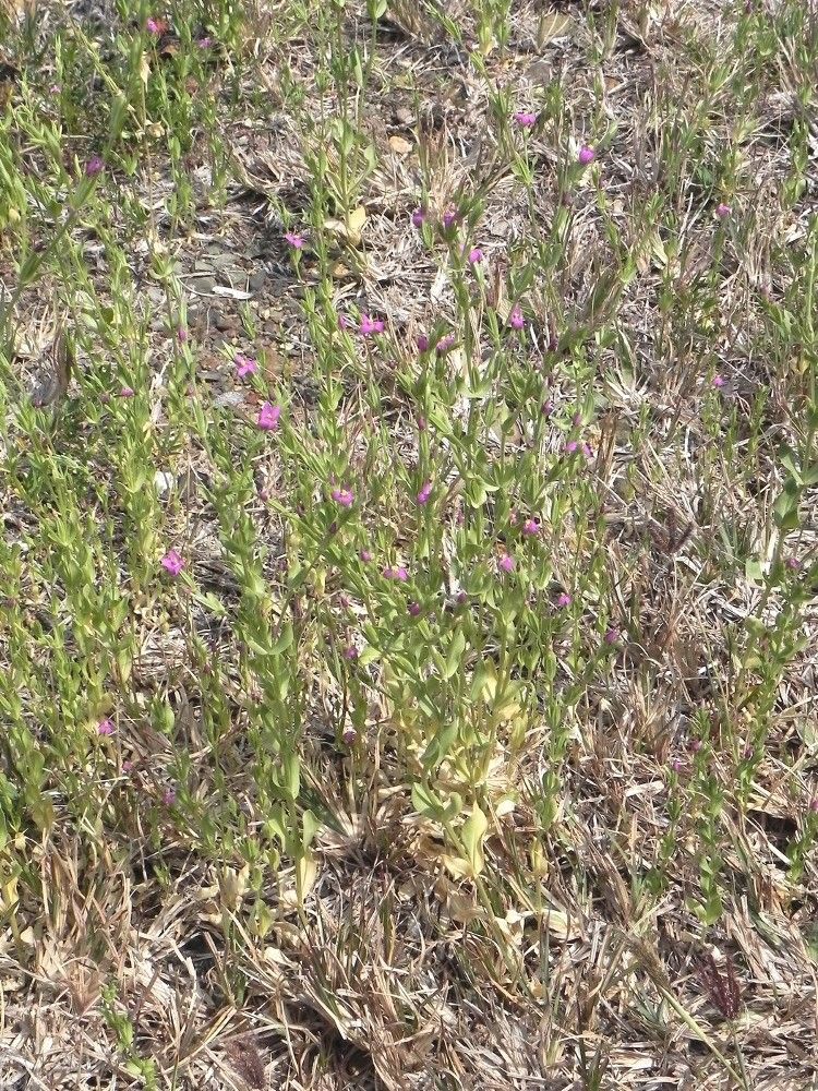 Centaurium spicatum habit