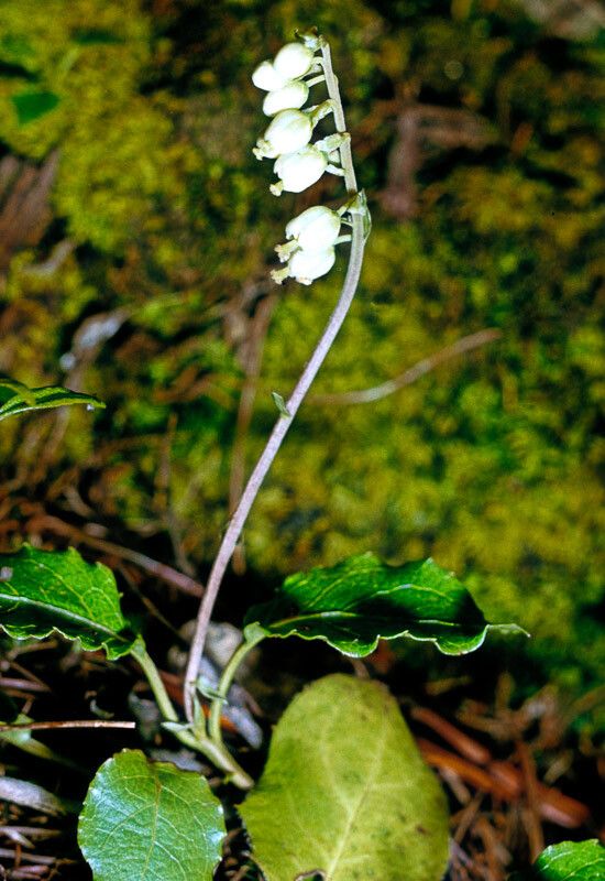 Orthilia secunda flower