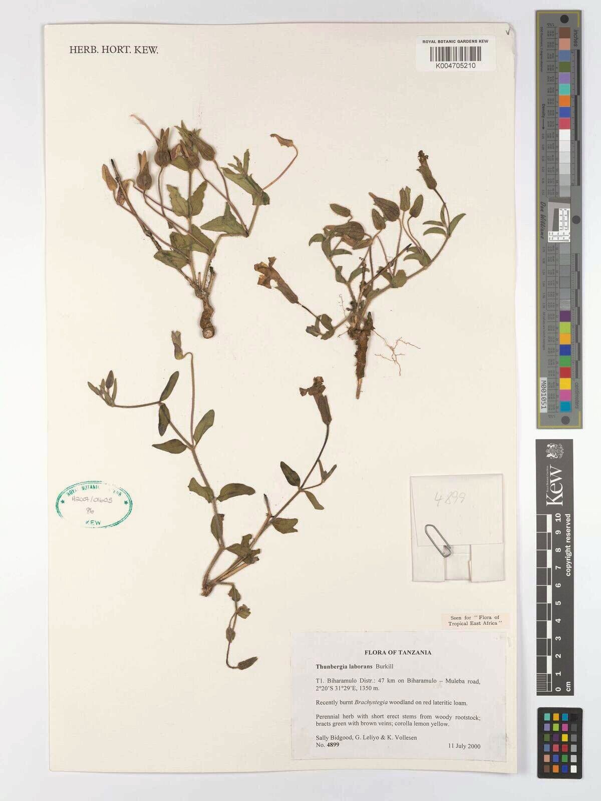 Thunbergia laborans — search result for 'Thunbergia'