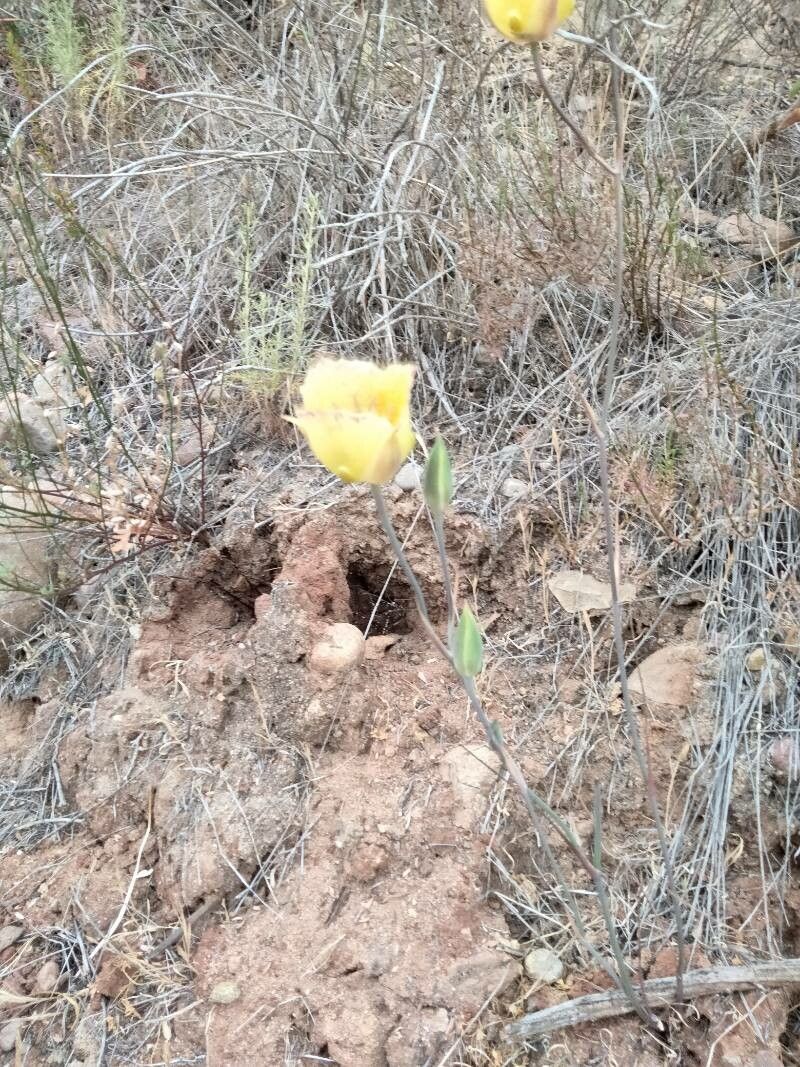 Calochortus weedii flower