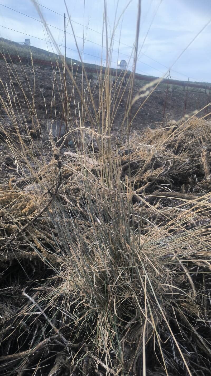 Arrhenatherum calderae leaf