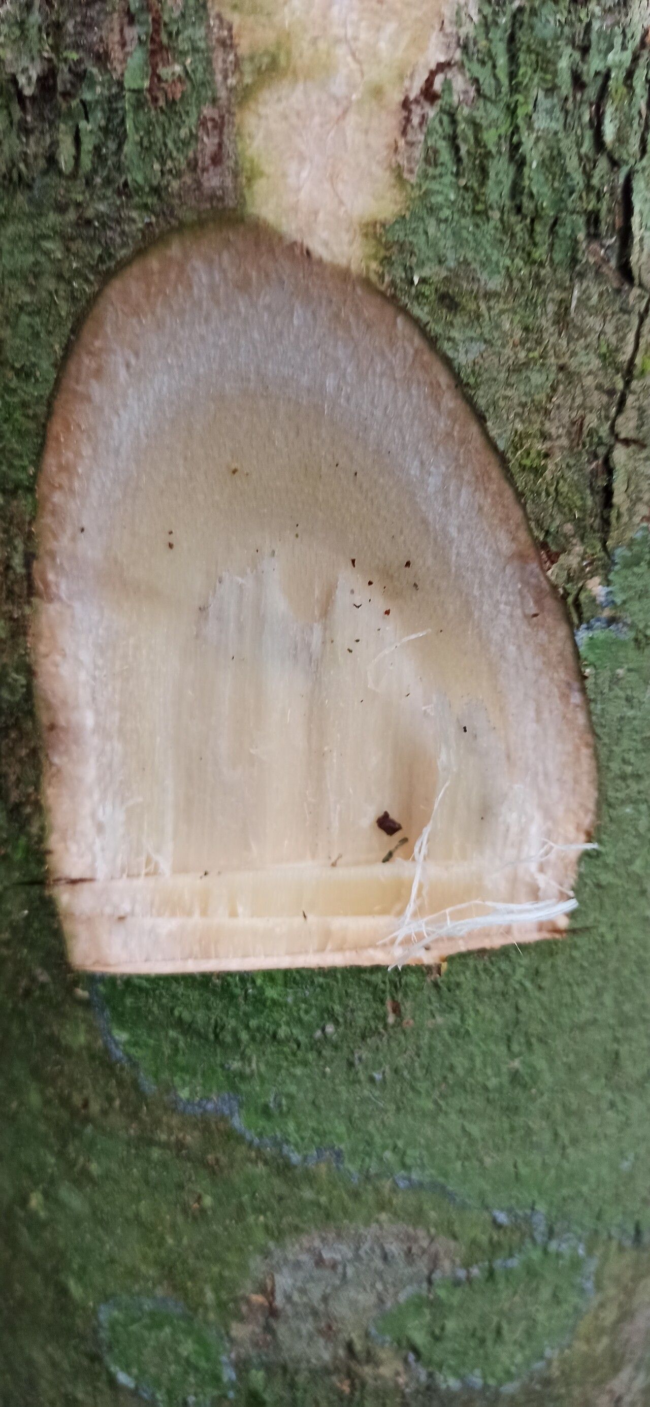 Mansonia altissima bark