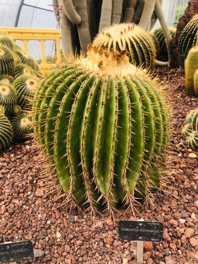 Echinocactus platyacanthus leaf