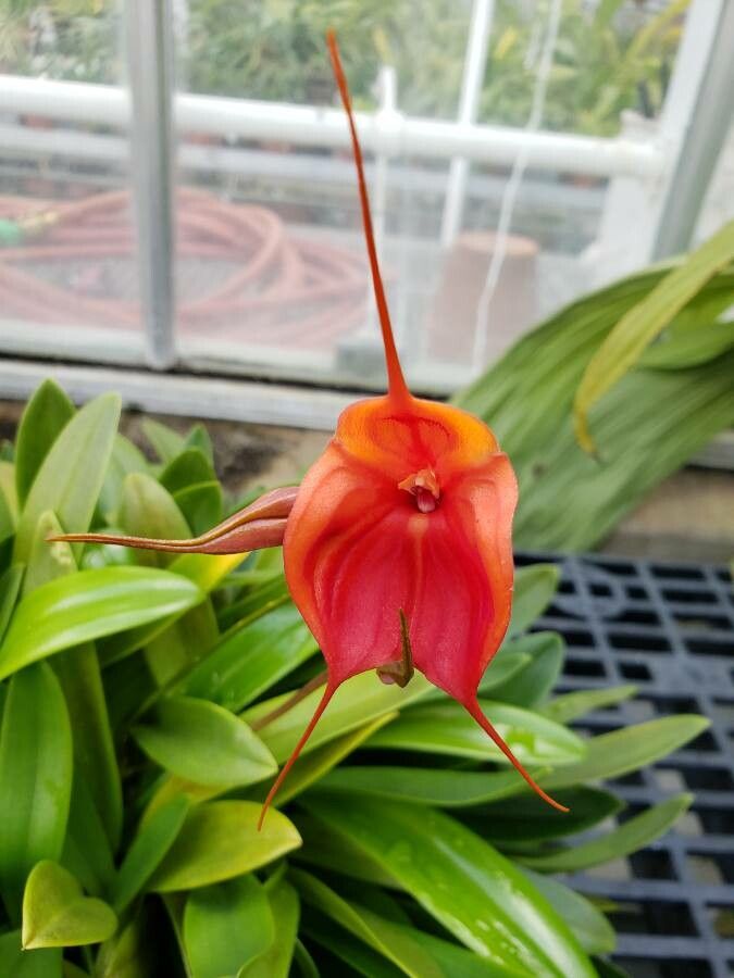 Masdevallia cucullata flower