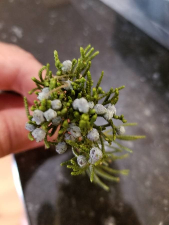 Juniperus monosperma flower
