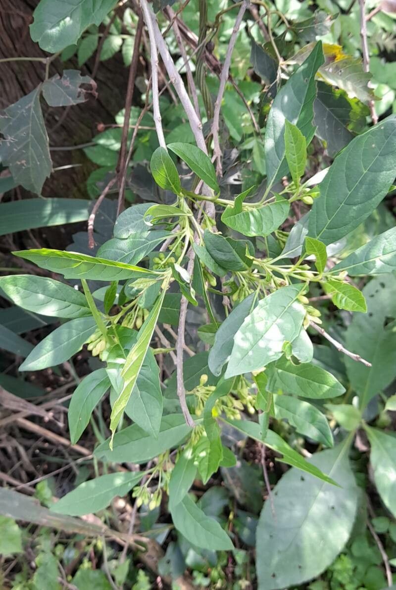 Aegiphila brachiata habit