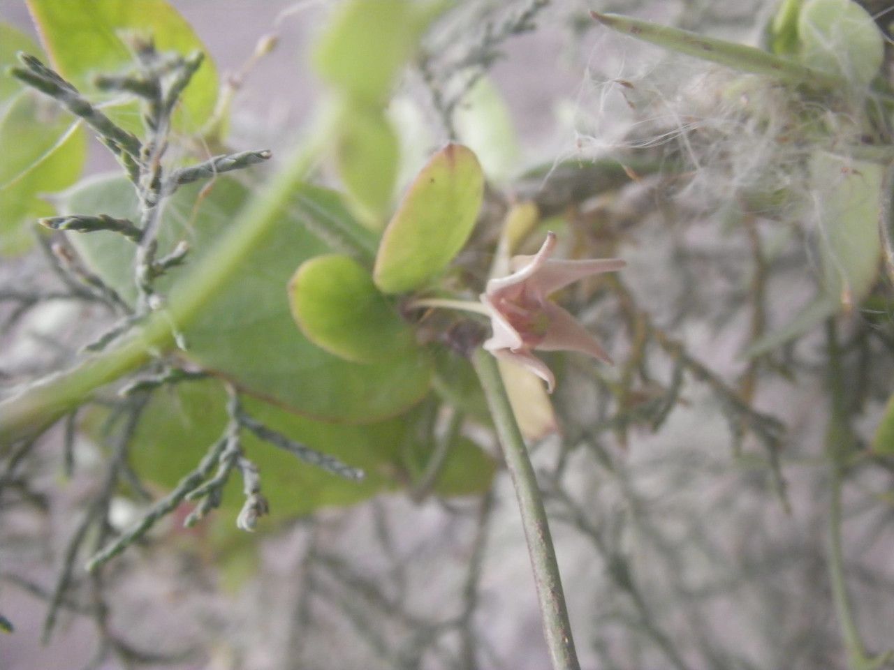 Pentatropis nivalis flower