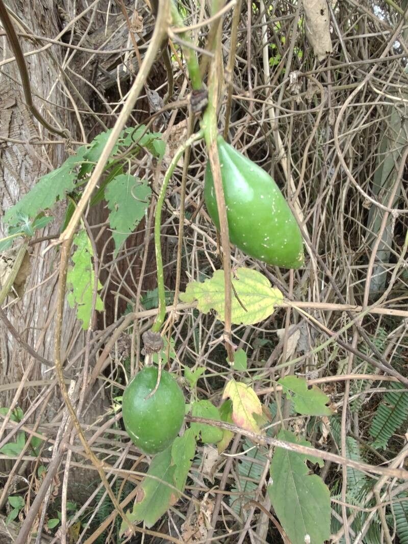 Passiflora lutea fruit