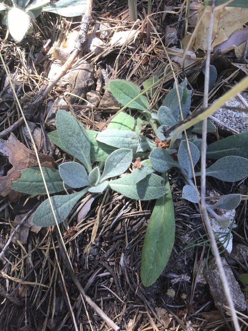 Pilosella argyrocoma leaf