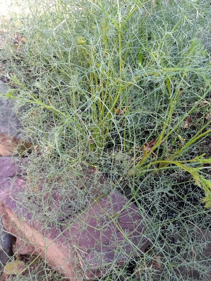 Ferulago ternatifolia leaf